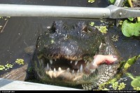 Photo by elki | Hors de la ville  bayou alligator
